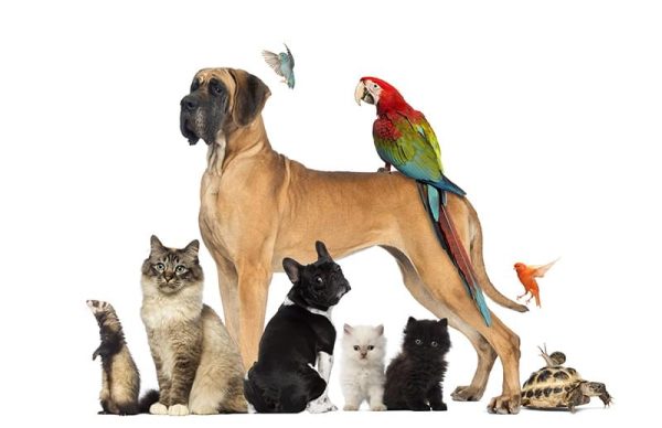 Animaux domestiques heureux, illustrant la naturopathie animalière